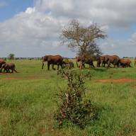 2 Days Nairobi Amboseli Overnight Safari