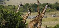 9 Days Kenya Classic Safari - Masai Mara - Lake Nakuru - Lake Naivasha - Amboseli, Tsavo West - Tsavo East