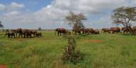 6 Days Tsavo East, Amboseli, L. Nakuru, Masai Mara (Road & Air)