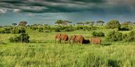 10 Days Kenya Tanzania Wildlife Safari